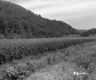 Crop Field by Mountainside