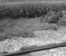 Crops by Train Tracks