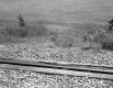 Train Tracks by Field