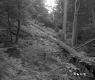 Slope in Forest