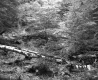 Branch in Forest