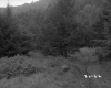 Wooded Mountainside