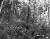 Ferns in Forest