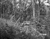 Branches in Forest