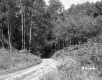 Dirt Road through Trees