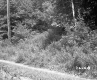 Rural Road and Plants