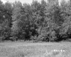 Trees by Field