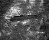 Wood on Forest Floor