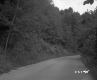 Trees Surrounding Road