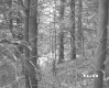 Tree Branches in Forest