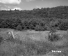 Grass by Mountain