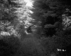 Forest Road