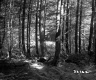 Ferns and Trees