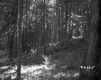 Slope in Forest