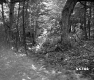 Forest Area