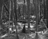 Forest Area