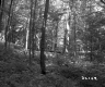 Slope in Forest