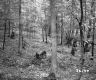 Slope in Forest