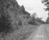 Trees by Dirt Road