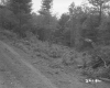 Forest Road up Slope