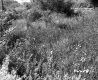 Grassy Field in Wallingford with Train Tracks