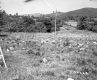 Field of Rocks and Grassland Plants in Wallingford
