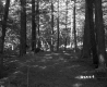 Forest Stand in Wallingford