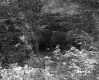 Forest Stand in Wallingford 2