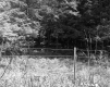 Wire Fence in Wallingford With Forest and Clearing
