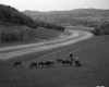 Southerly View of I-91 Lanes in St. Johnsbury, With Grazing Cattle