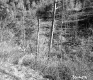 Wooded Area