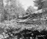 Branches on Slope