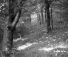 Forested Area