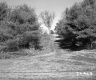 Forest Road