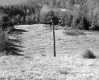 Stick in Field
