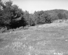Field Surrounded by Trees