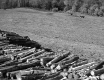 Stack of Logs