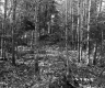 Forested Area