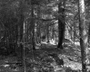 Forested Area