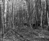 Forested Area