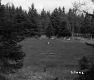 Field Surrounded by Trees