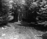 Forest Road