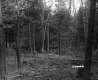 Branches in Forest