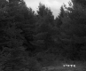 Coniferous Trees