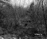 Thickets in Forest