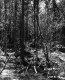 Trees in River