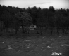 Field by Trees