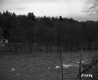 Branches in Forest