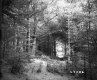 Forested Area