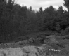 Sand Hill by Forest